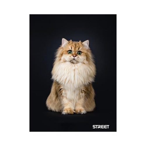 Füzet vonalas STREET A/5 54 lapos Friends margóval